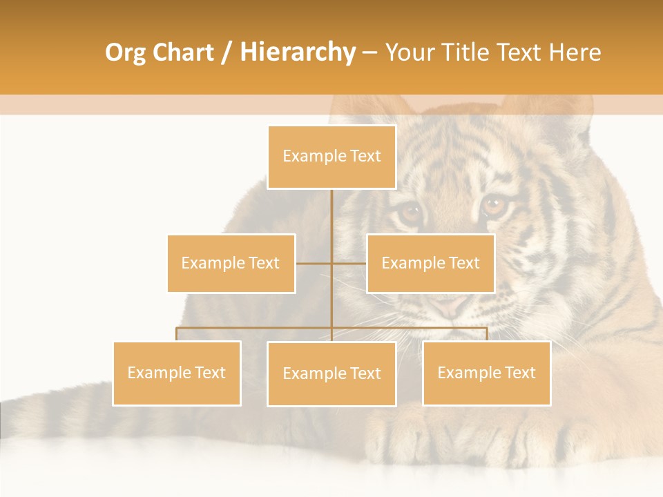 Mammal Tiger Studio PowerPoint Template