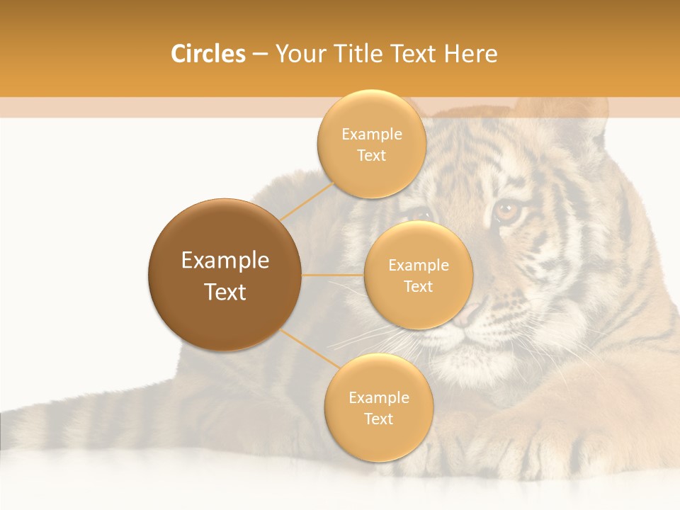 Mammal Tiger Studio PowerPoint Template