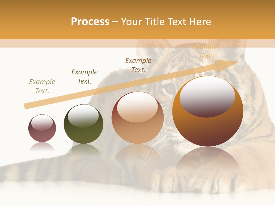 Mammal Tiger Studio PowerPoint Template