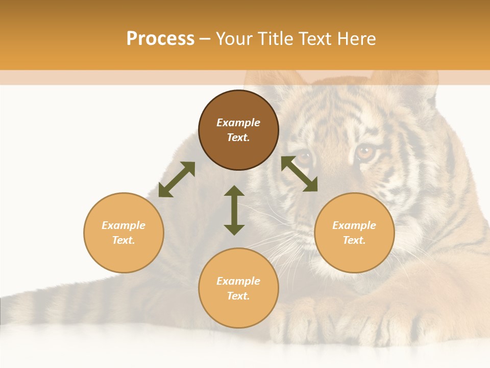 Mammal Tiger Studio PowerPoint Template