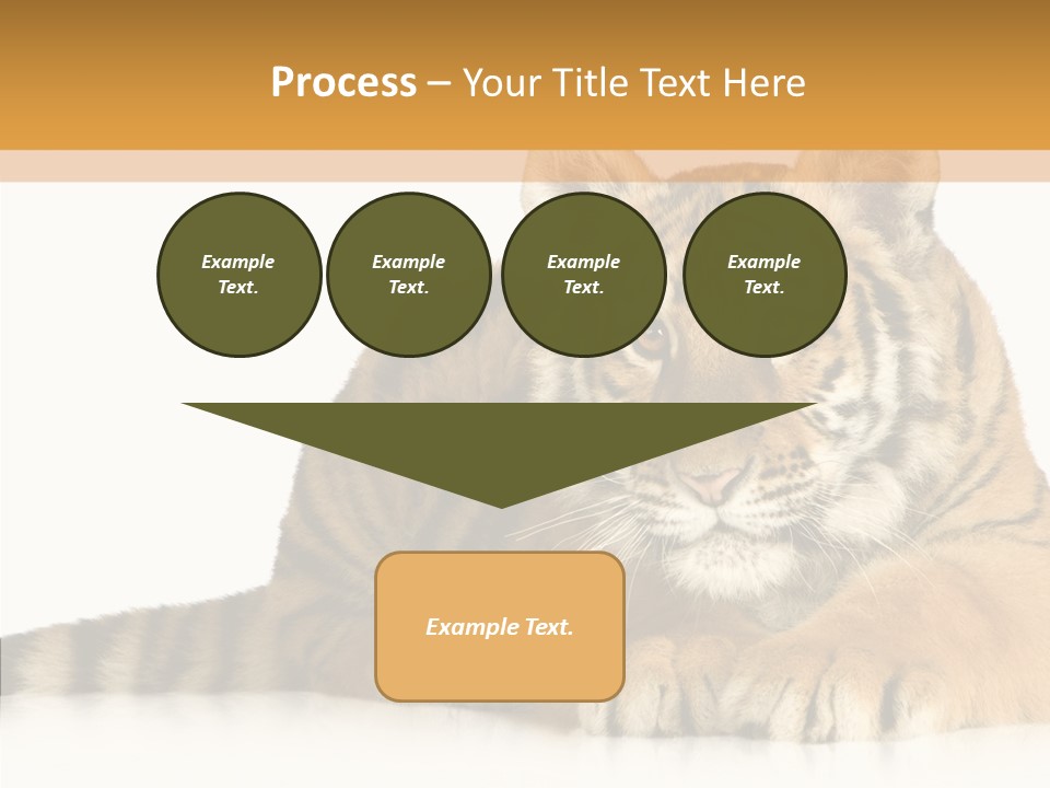 Mammal Tiger Studio PowerPoint Template