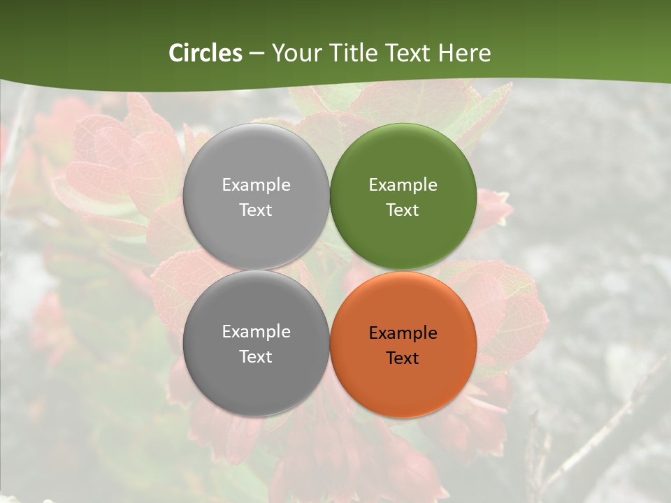 Hilo Hot National PowerPoint Template