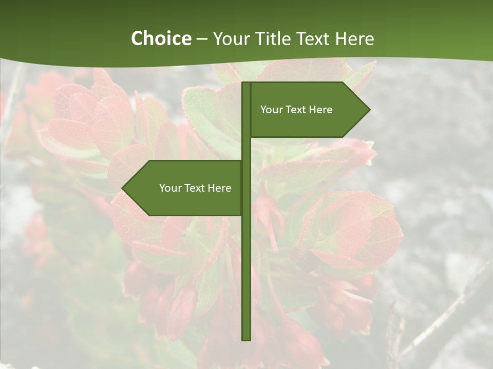 Hilo Hot National PowerPoint Template