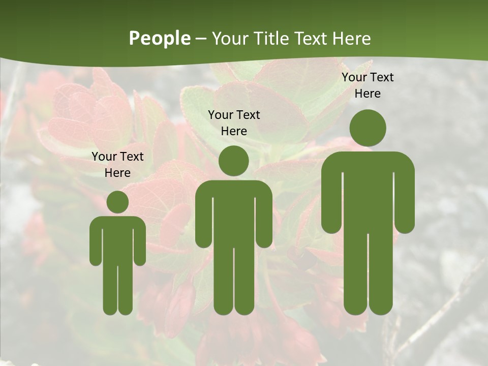 Hilo Hot National PowerPoint Template