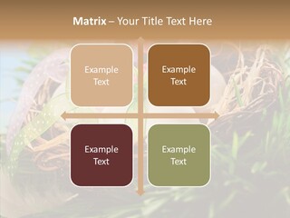 Fresh Closeup Traditional PowerPoint Template