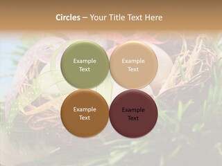 Fresh Closeup Traditional PowerPoint Template
