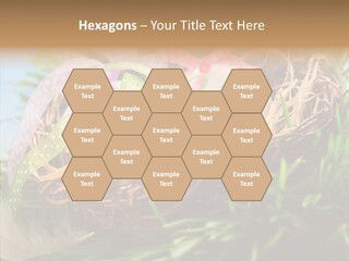 Fresh Closeup Traditional PowerPoint Template
