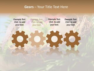 Fresh Closeup Traditional PowerPoint Template