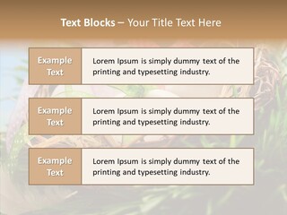 Fresh Closeup Traditional PowerPoint Template