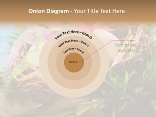Fresh Closeup Traditional PowerPoint Template