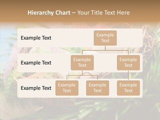 Fresh Closeup Traditional PowerPoint Template
