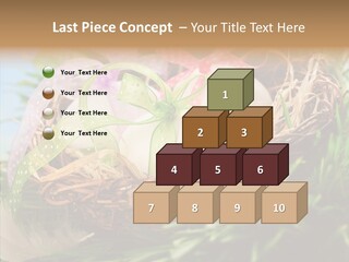 Fresh Closeup Traditional PowerPoint Template