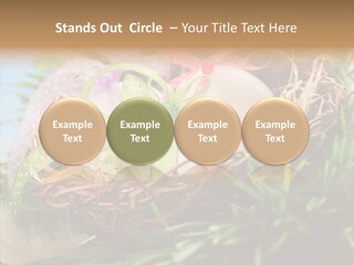 Fresh Closeup Traditional PowerPoint Template