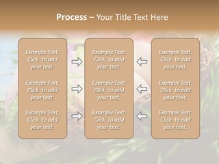 Fresh Closeup Traditional PowerPoint Template