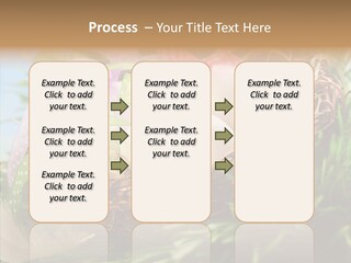 Fresh Closeup Traditional PowerPoint Template
