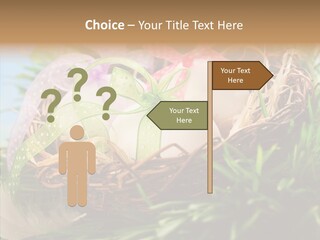 Fresh Closeup Traditional PowerPoint Template