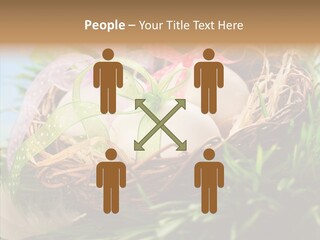 Fresh Closeup Traditional PowerPoint Template