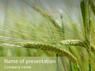 Harvest Reaping Kernel PowerPoint Template