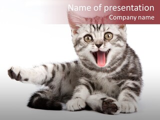 Big Background Tabby PowerPoint Template