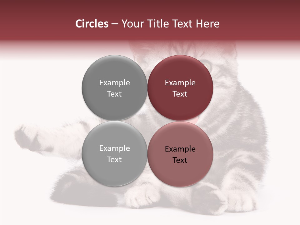 Big Background Tabby PowerPoint Template