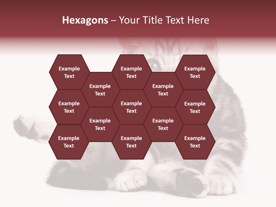 Big Background Tabby PowerPoint Template