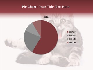 Big Background Tabby PowerPoint Template