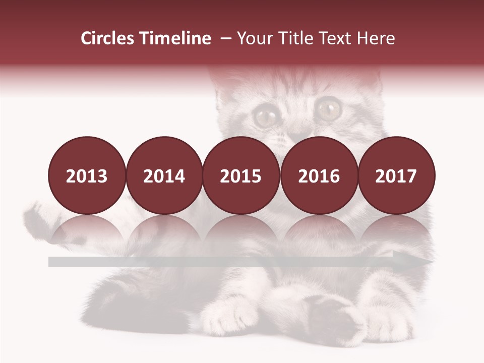 Big Background Tabby PowerPoint Template