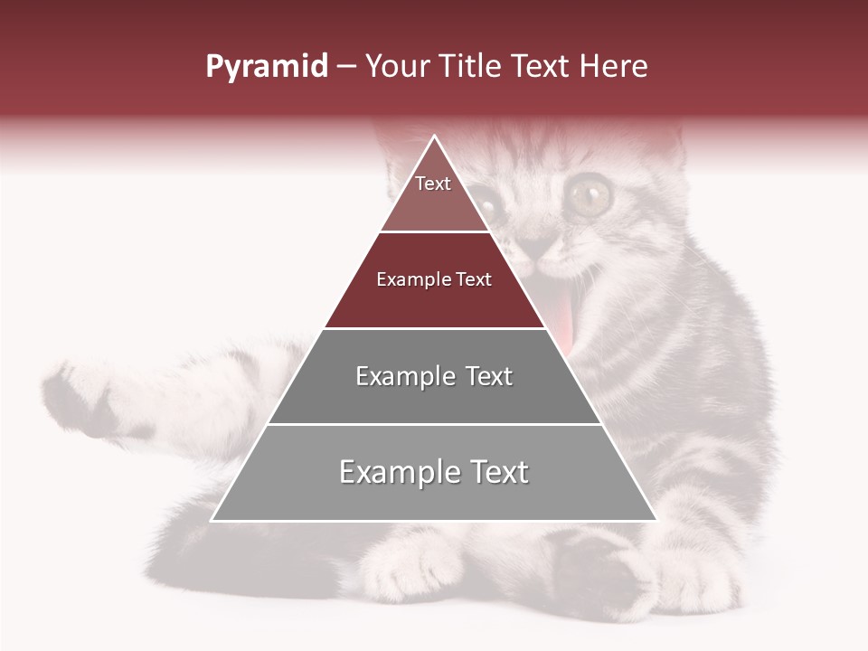 Big Background Tabby PowerPoint Template