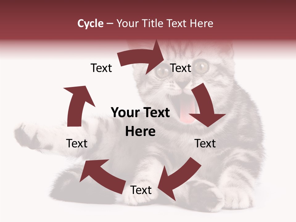 Big Background Tabby PowerPoint Template