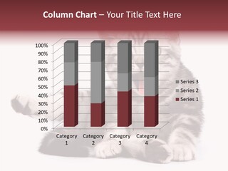 Big Background Tabby PowerPoint Template