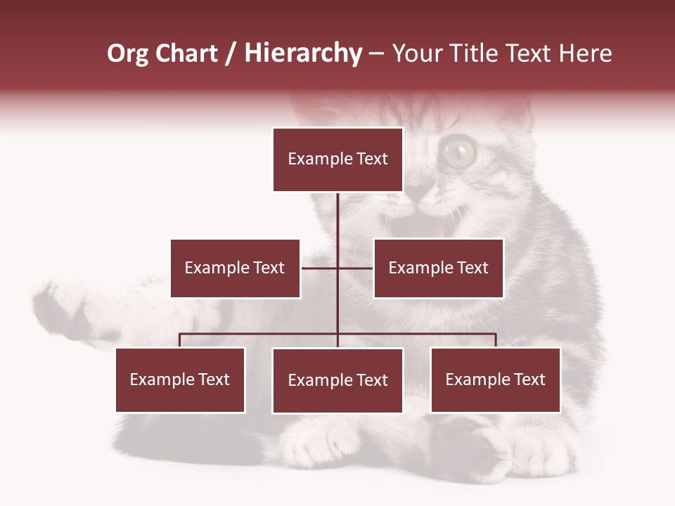 Big Background Tabby PowerPoint Template