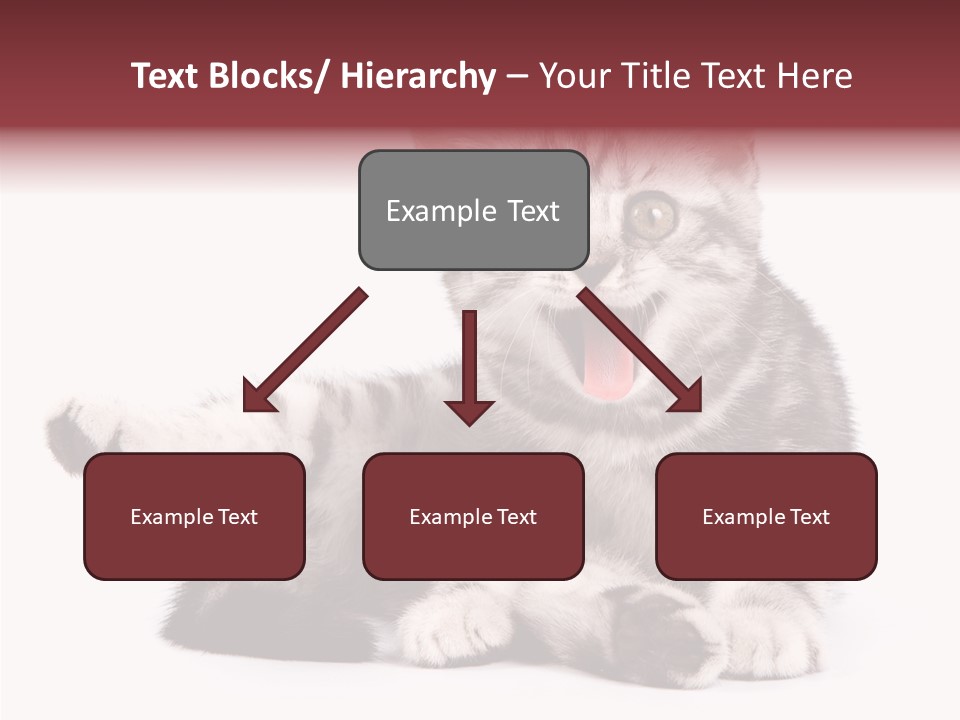 Big Background Tabby PowerPoint Template