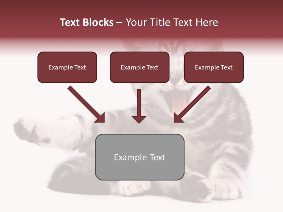 Big Background Tabby PowerPoint Template