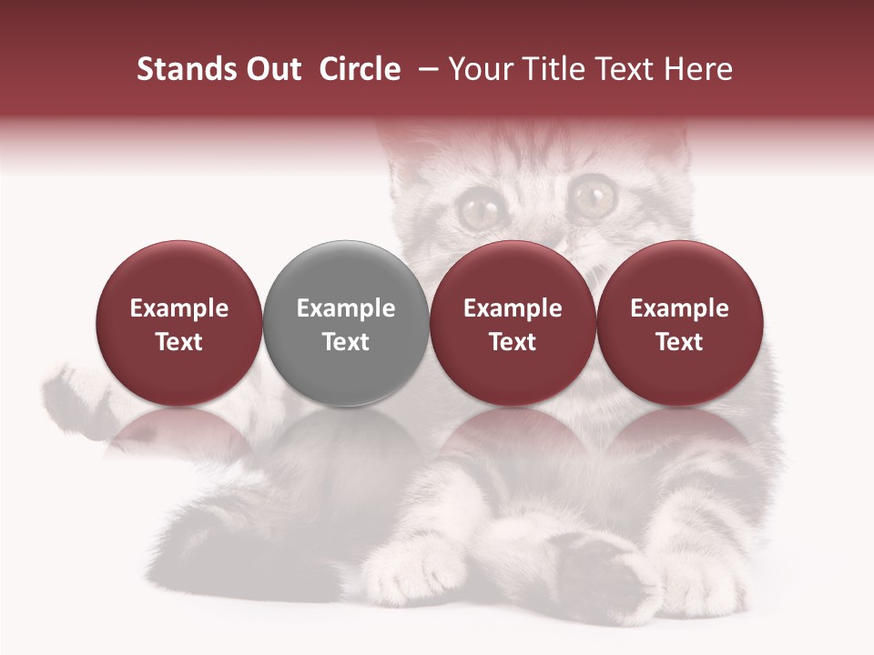 Big Background Tabby PowerPoint Template