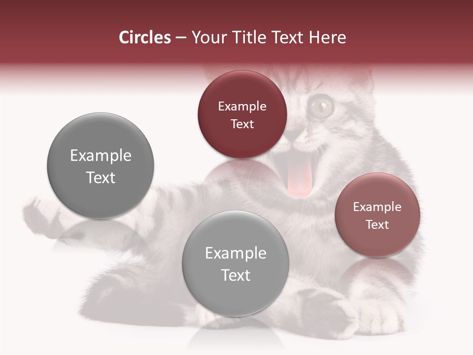 Big Background Tabby PowerPoint Template