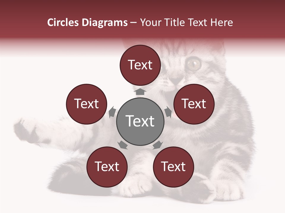 Big Background Tabby PowerPoint Template