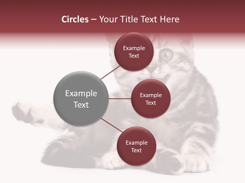 Big Background Tabby PowerPoint Template