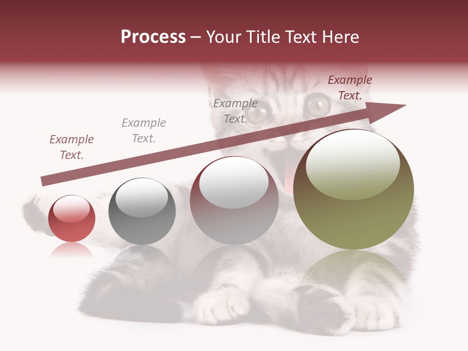 Big Background Tabby PowerPoint Template