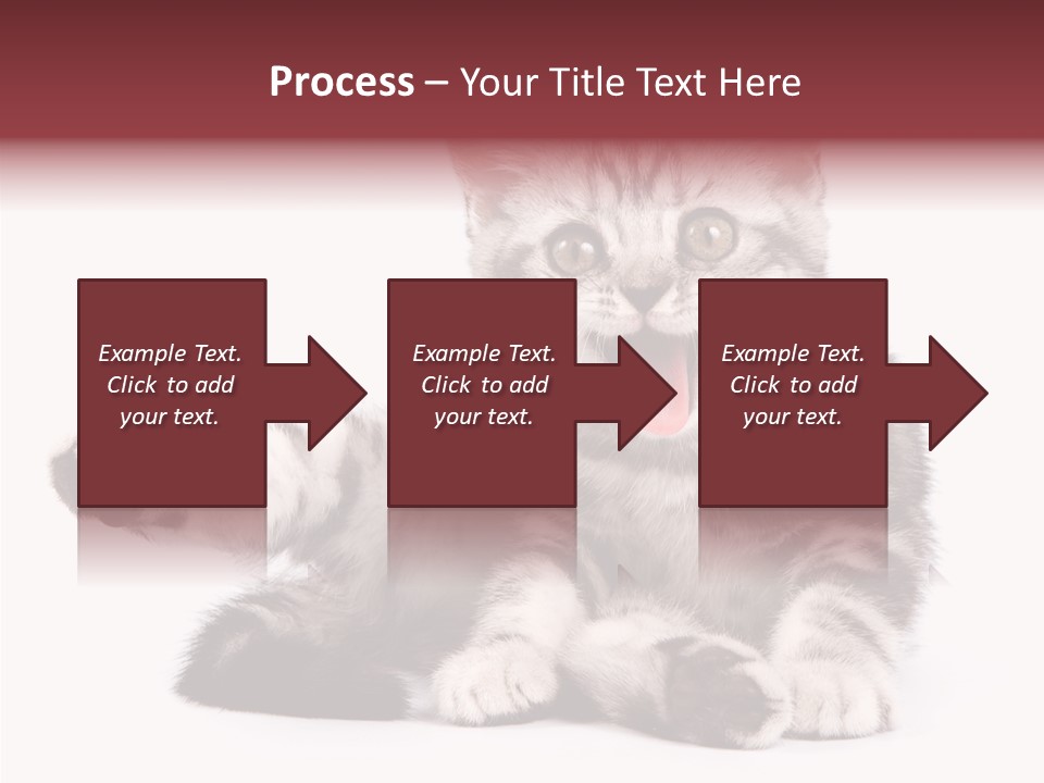 Big Background Tabby PowerPoint Template