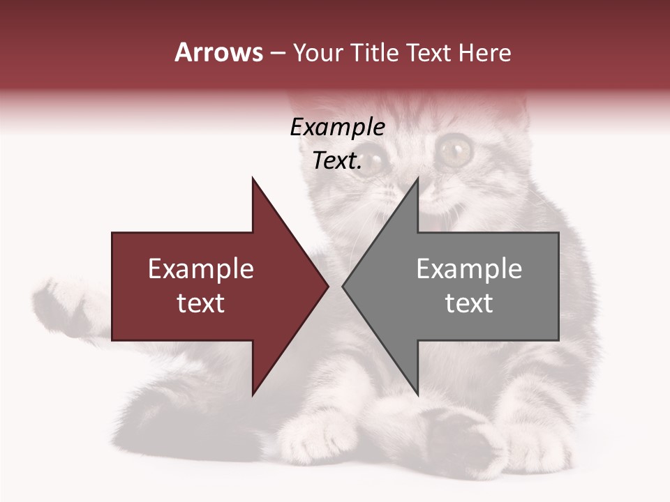 Big Background Tabby PowerPoint Template