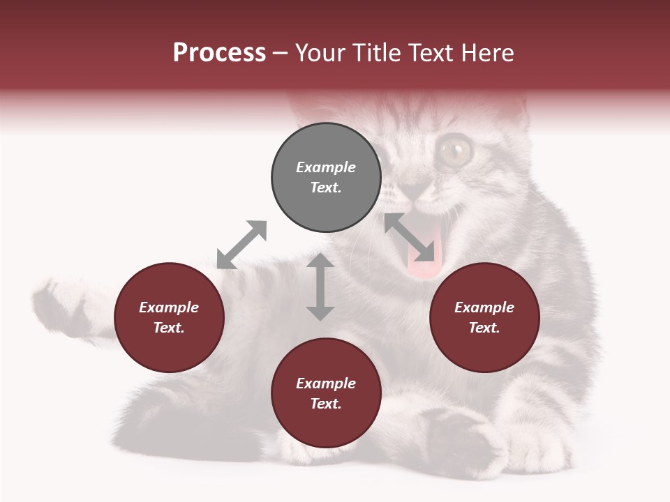Big Background Tabby PowerPoint Template