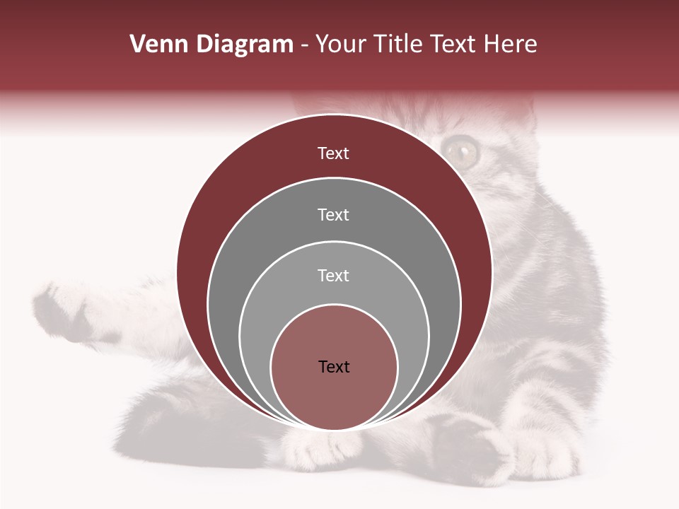 Big Background Tabby PowerPoint Template