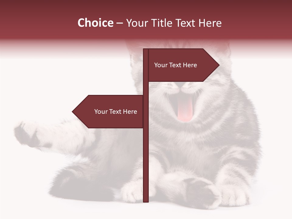 Big Background Tabby PowerPoint Template