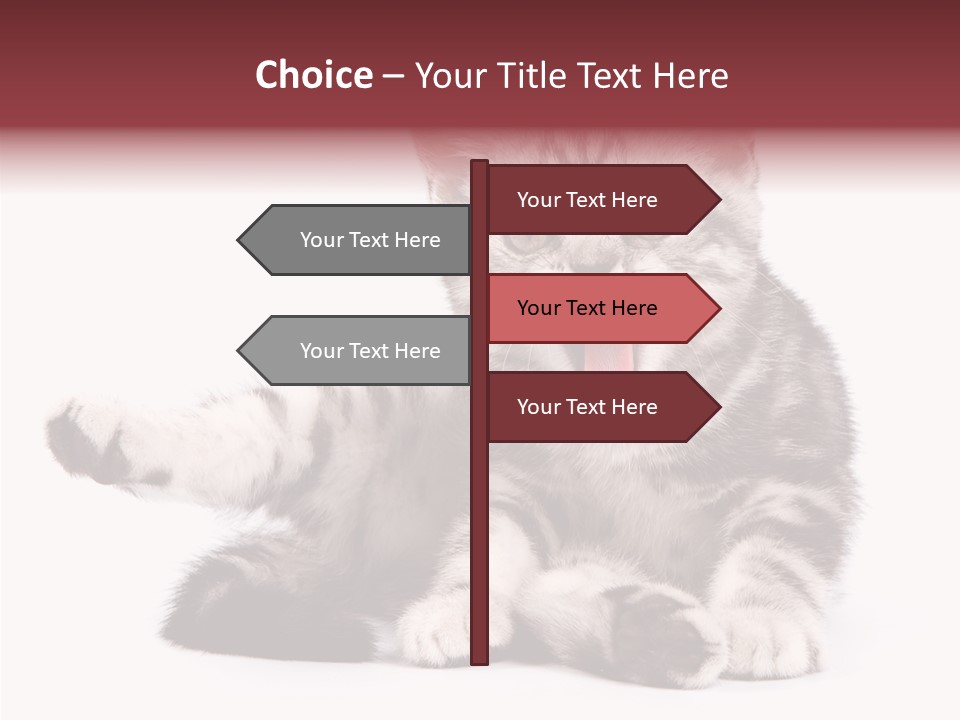 Big Background Tabby PowerPoint Template