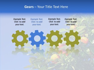 Season Farming Acid PowerPoint Template