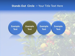 Season Farming Acid PowerPoint Template