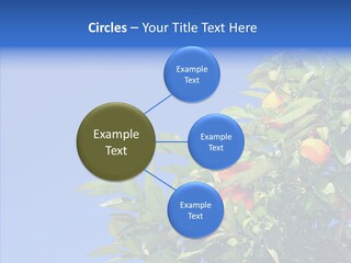 Season Farming Acid PowerPoint Template