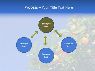 Season Farming Acid PowerPoint Template