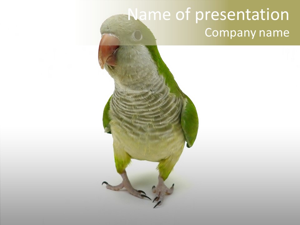 Animal Bird Green PowerPoint Template