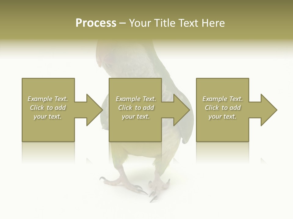 Animal Bird Green PowerPoint Template